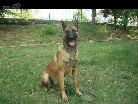 MALINOUA BELGIAN